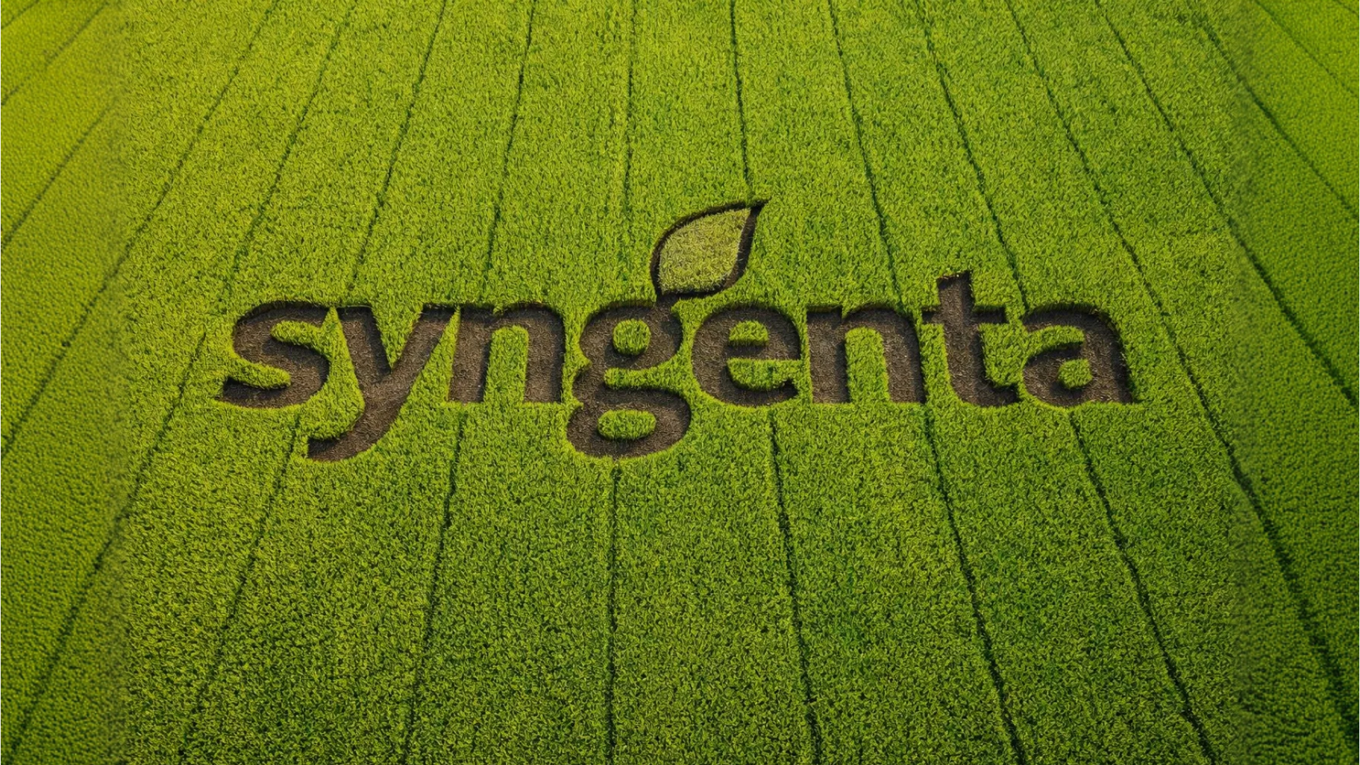 VR for Syngenta